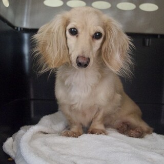 小さな可愛いお姫様