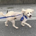 人懐っこいトイプードルのモコくん