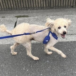 人懐っこいトイプードルのモコくん