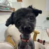 慣れるとお膝犬の甘えん坊くろまるくん サムネイル2