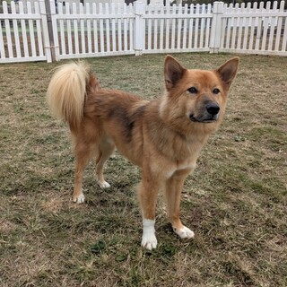 人見知りなし『ラジオ』17キロ