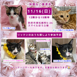保護ねこ譲渡会inスマイルほうふ サムネイル3