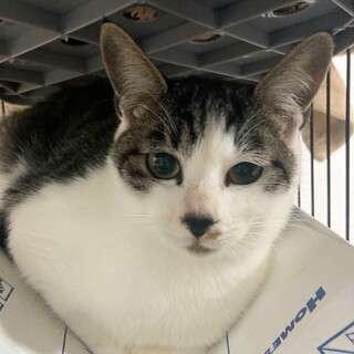 サバ白のお母さん大好き大人しい男の子です