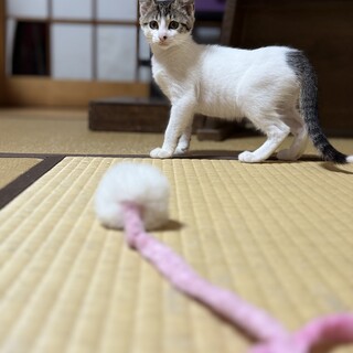 甘えん坊のキジシロちゃん