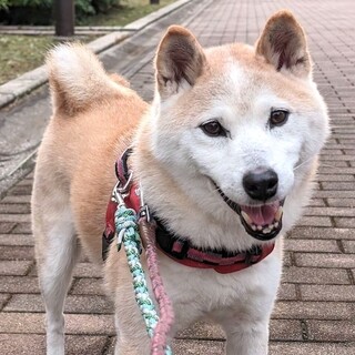  人が大好き、食用旺盛、元気なシニア柴りんたろう