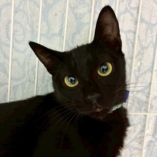 11/22ナガワ譲渡会参加黒子猫♂