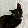 11/22ナガワ譲渡会参加黒子猫♂ サムネイル3