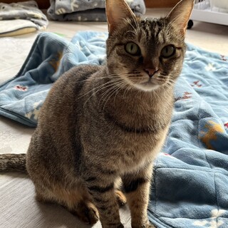 11/22ナガワ譲渡会参加ムギワラ♀