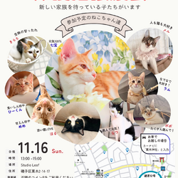 11/16横浜保護ねこ譲渡会 サムネイル2
