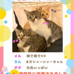 11/16横浜保護ねこ譲渡会 サムネイル3