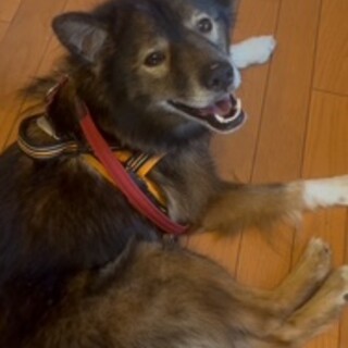 明るくおおらかな　ラッキーくん