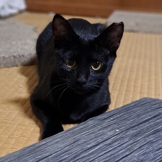 小柄な黒猫ちゃん