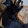 小柄な黒猫ちゃん サムネイル2