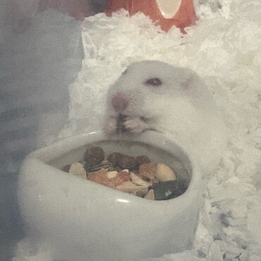 半生テイストがお気に入り