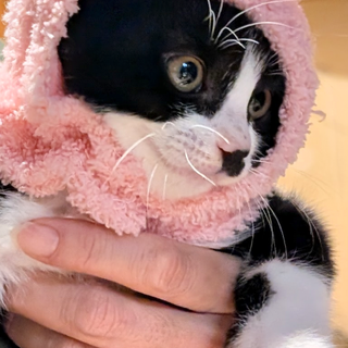 ハチワレちょび髭の男の子推定3ヶ月