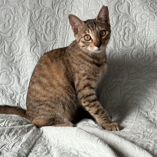 とても愛らしい　むぎわらの子猫　夏ちゃんです