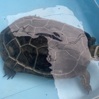 長年飼っていた亀の新しい飼い主を募集します