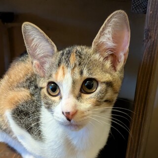 お転婆で怖いもの知らずの次女ちゃん