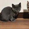 グレー 子猫 女の子 里親様募集 サムネイル3