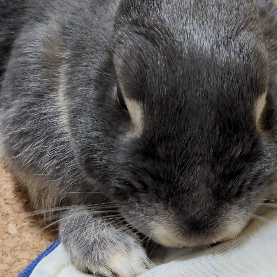 さくらのカバー写真