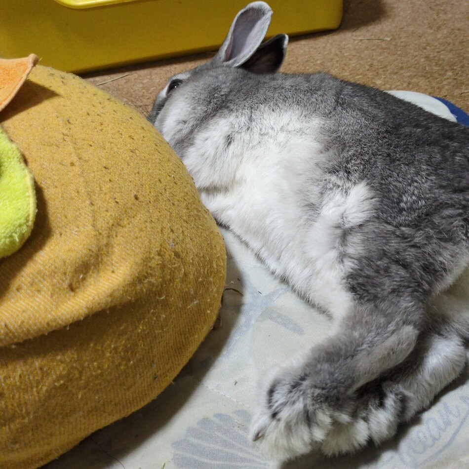はるのカバー写真
