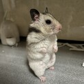 シルバーグレーバンデッドハムスター女の子