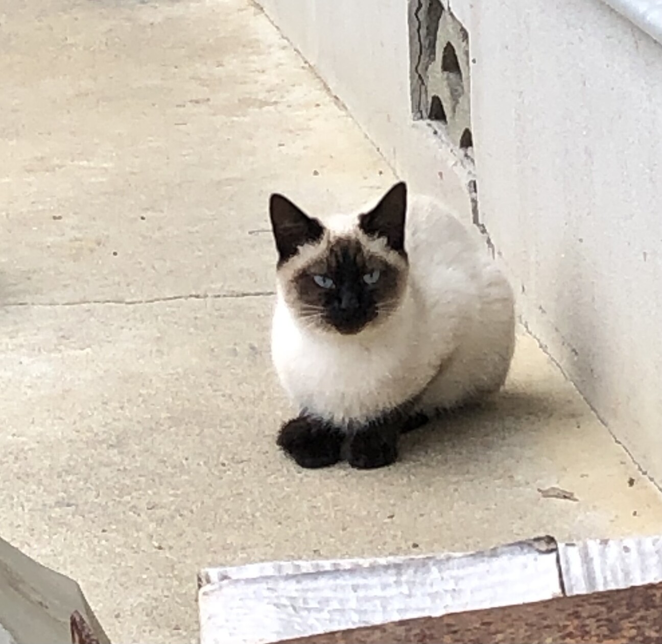 シャムミックス①」福島県 - 猫の里親募集(530272) :: ペットのおうち シャムミックス①」福島県 - 猫の里親募集(530272) :: ペットのおうち