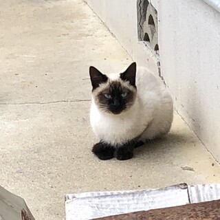 シャムミックス①