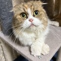 人が大好き！スコティッシュの女の子
