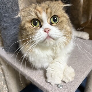 人が大好き！スコティッシュの女の子