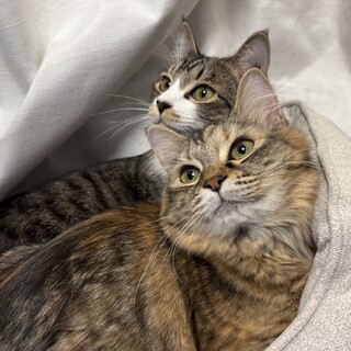 【12/7三田】超美猫甘えん坊ふわふわ兄妹