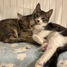【12/7三田】超美猫甘えん坊ふわふわ兄妹 サムネイル2