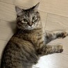 【12/7三田】超美猫甘えん坊ふわふわ兄妹 サムネイル3