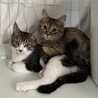 【12/7三田】超美猫甘えん坊ふわふわ兄妹 サムネイル5