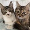 【12/7三田】超美猫甘えん坊ふわふわ兄妹 サムネイル6