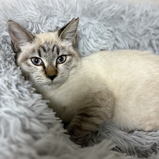 抱っこ大好きシャムミックスの女の子