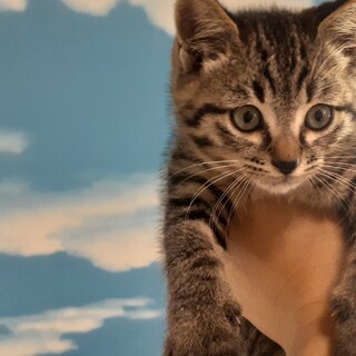 子猫！オス、生後3週間