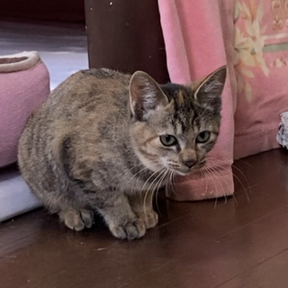 うちの子になりました！