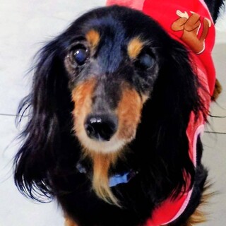 小さな可愛いダックスちえみちゃん