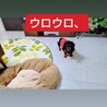 小さな可愛いダックスちえみちゃん サムネイル7
