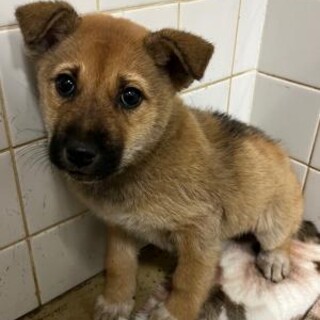 ※優先期間内にお迎え下さい。11/17日迄