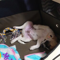 カミカミぼんちゃん