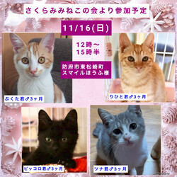 保護ねこ譲渡会inスマイルほうふ サムネイル2