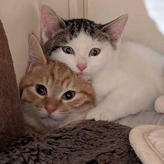 実は甘えたい茶トラのはなわ君♂