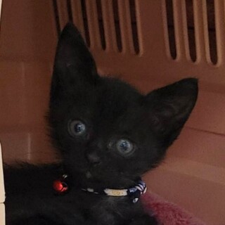 9月生☆キュート♡元気♬黒こねこちゃんฅ•ﻌ•ฅ