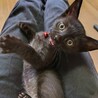9月生☆キュート♡元気♬黒こねこちゃんฅ•ﻌ•ฅ サムネイル2