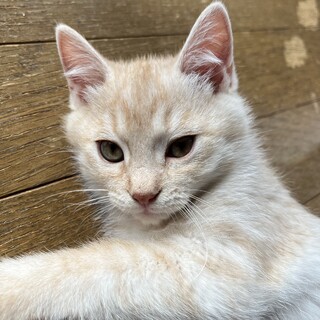 イケメンなわんぱくボーイ・レン