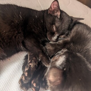 里親急募です！