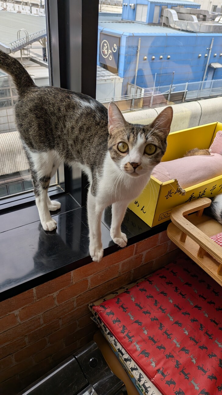 りょうげつ君♂ サムネイル2