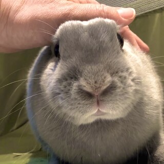 元気いっぱい【芋きん•グレースちゃん】